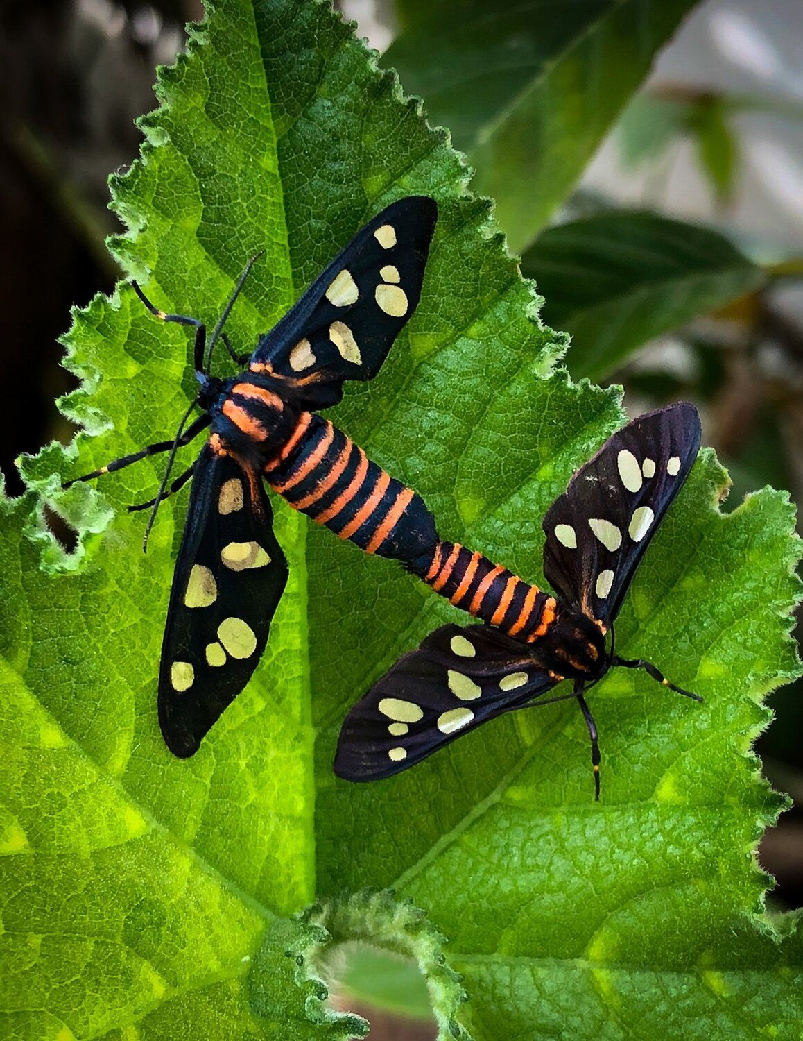 Love on the leaf