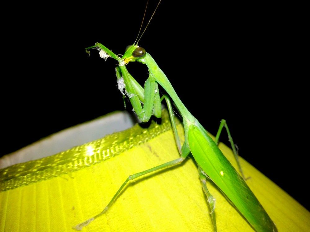 Feeling greeny