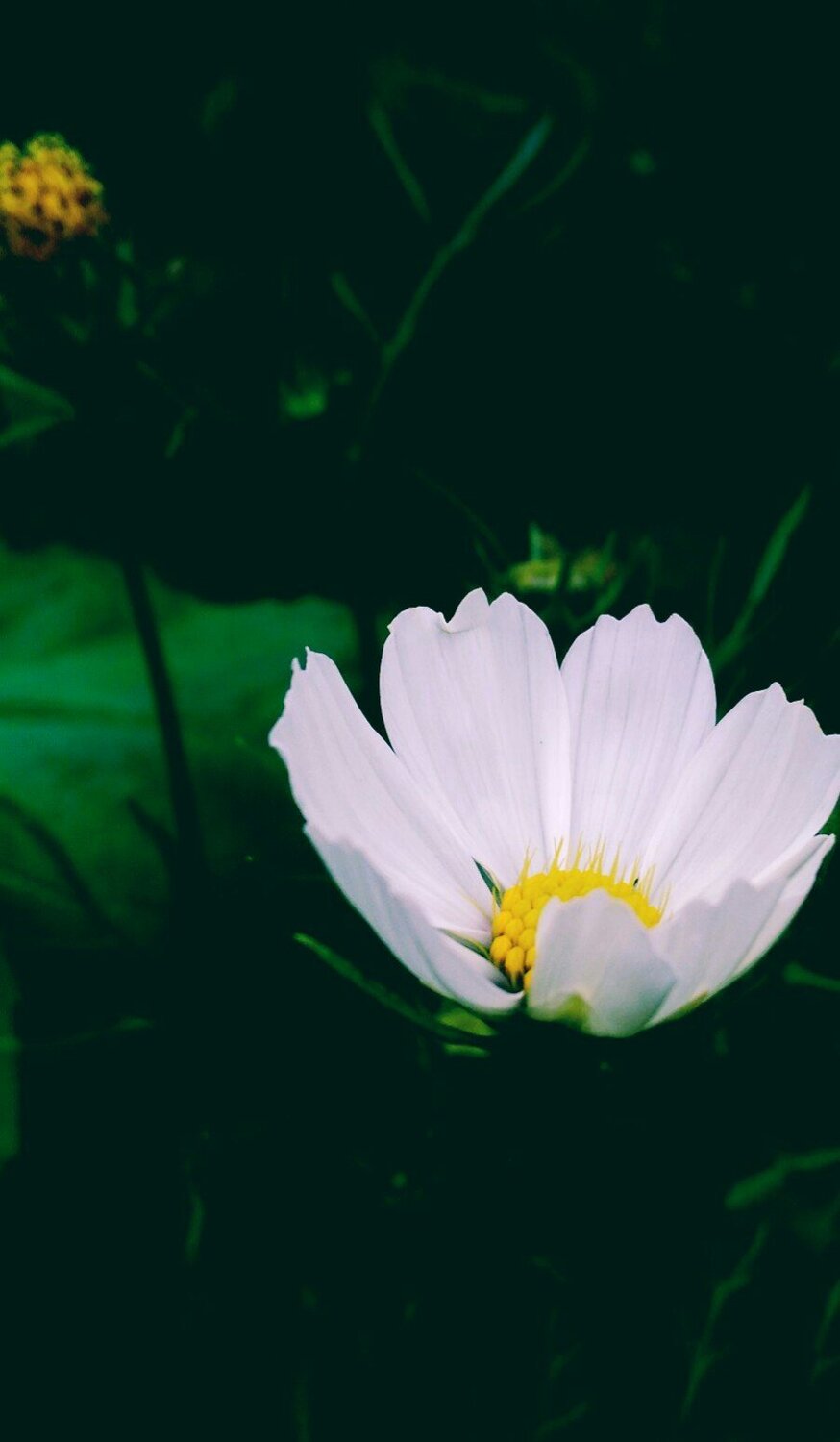 Beautiful yet invisible to the eye in the midst of a variety