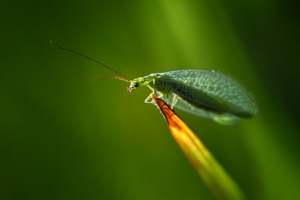 златоглазка