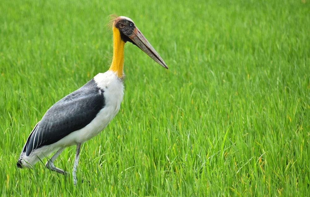 Stork searching for bug