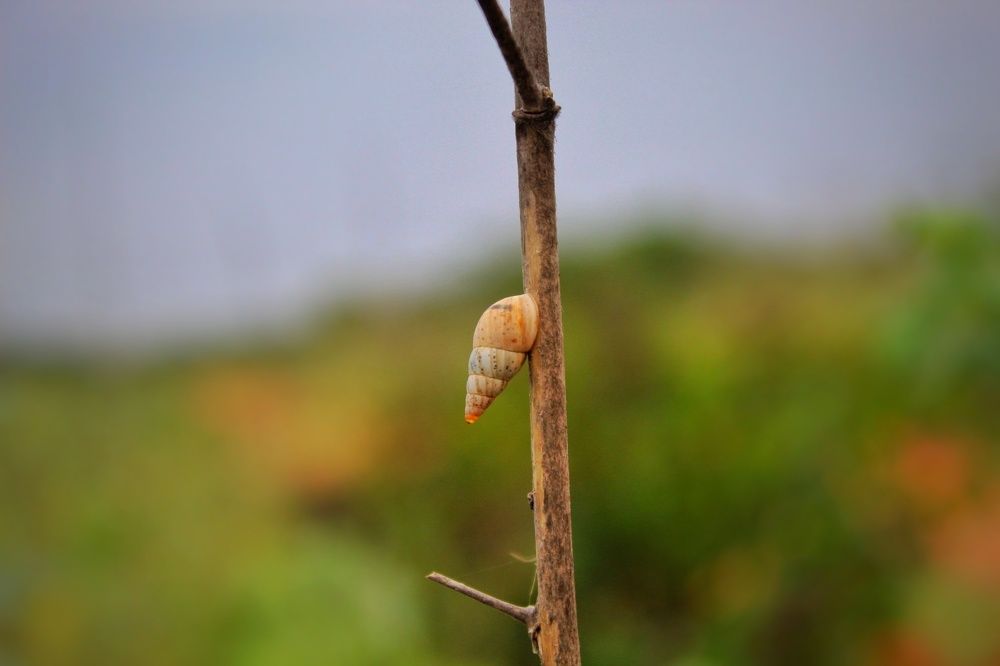 corridor on the stick