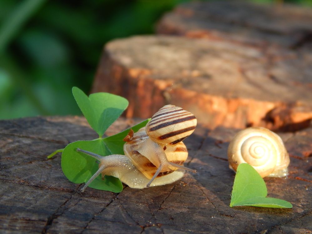 Улиткина любовь)