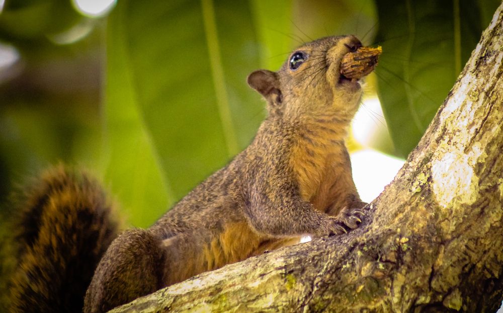 Being Nuts Is It's Own Reward