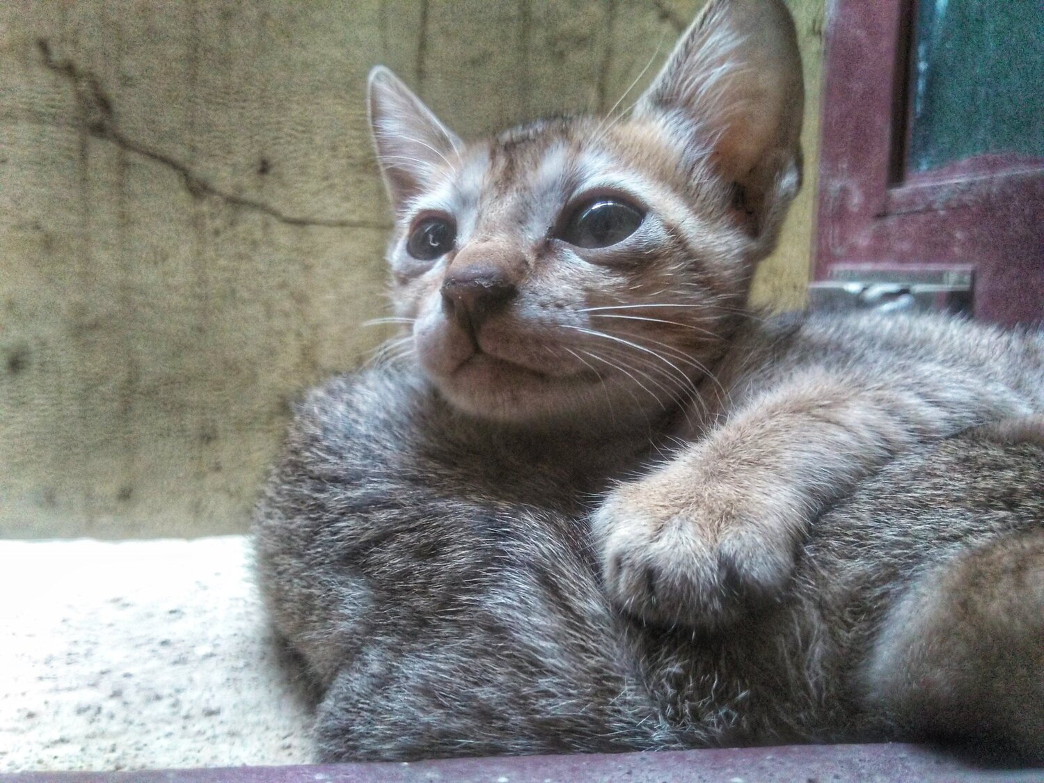 Kitten♥️