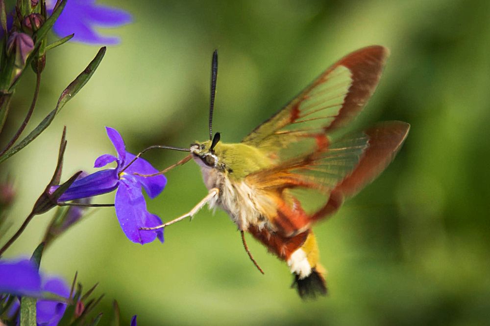 Бабочка бражник