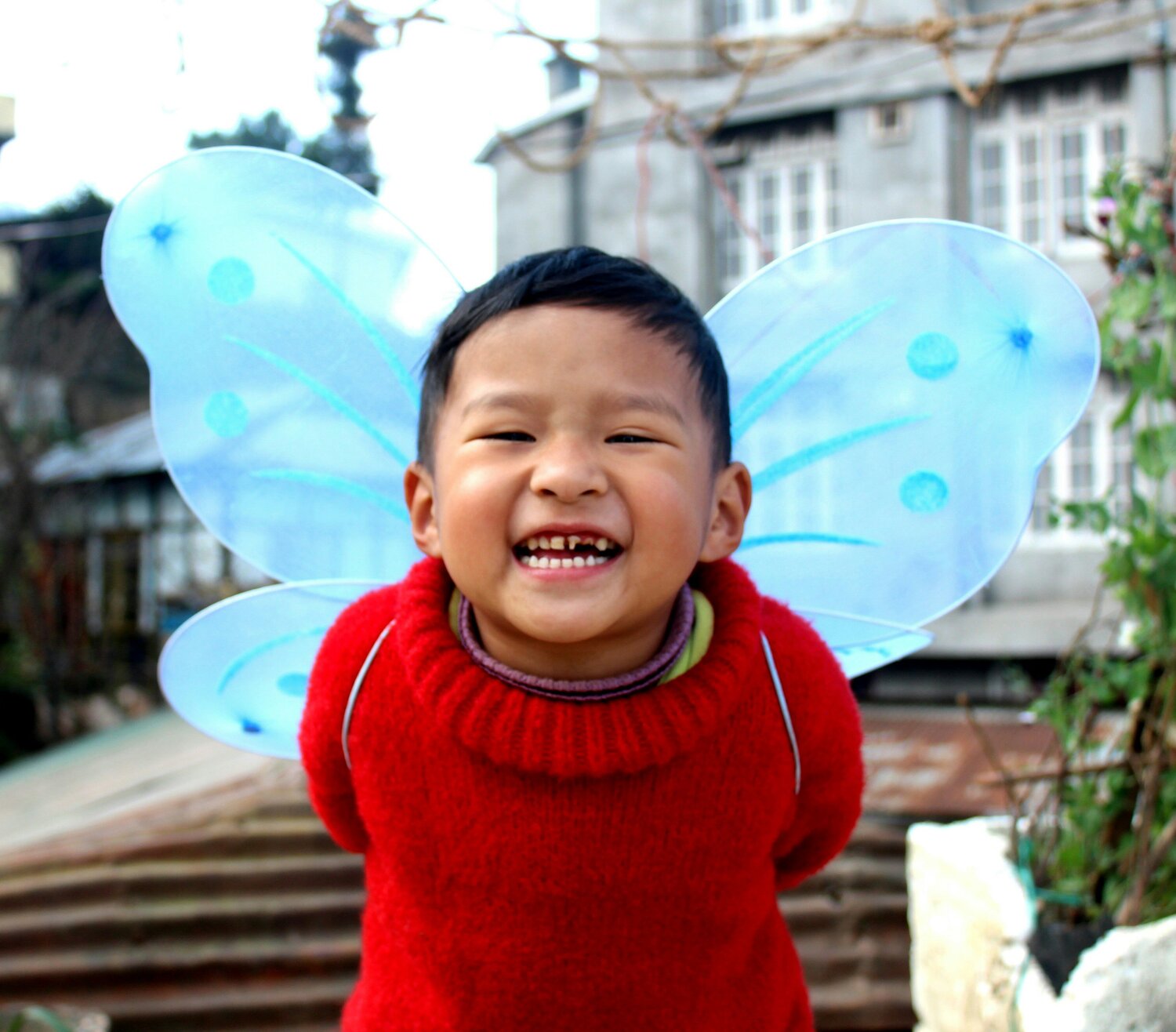 Little angel wing