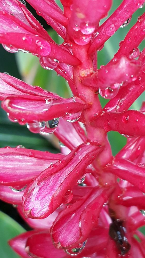 Red flower and dropes