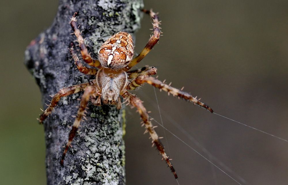 Photograph by Игорь Осипов