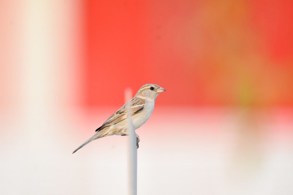 Sitting Alone Is Better Than Walking With The Wrong People.