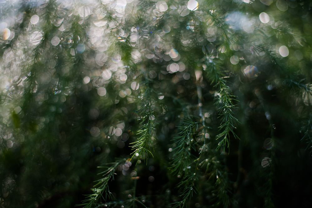 После дождя.