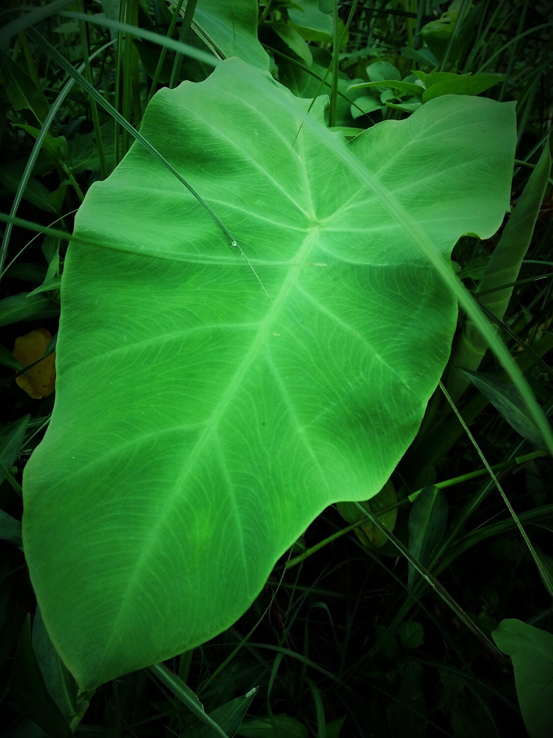 Green leaf