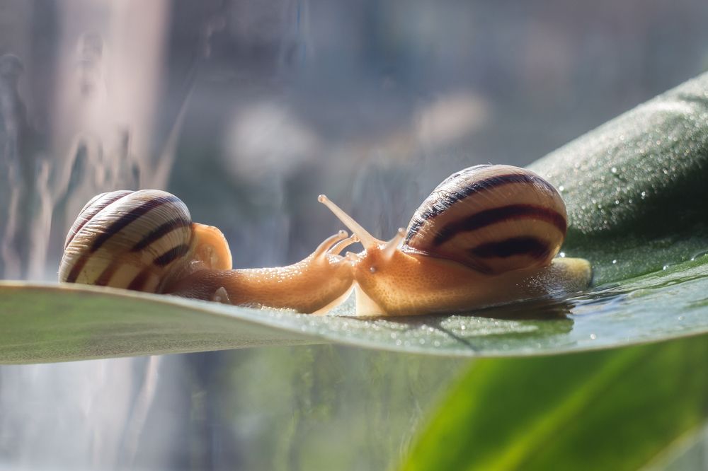 Настоящая улиточная любовь