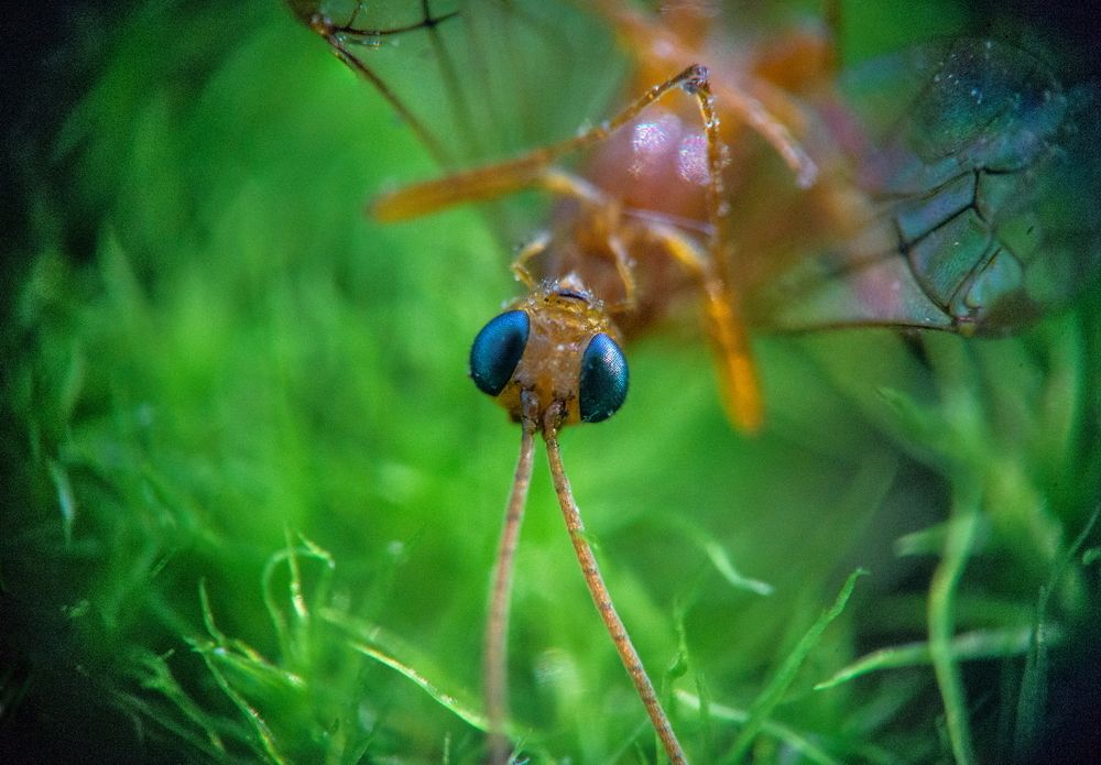 На зеленом мхе