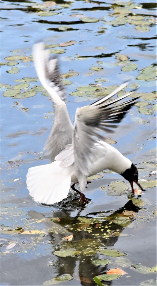 Кто-то из нас видит грациозный полет чайки, представляя бескрайнее море, а кто-то чайку, порхающую над грязным прудом, в надежде найти себе пропитание. У каждого из нас есть выбор, свой выбор, что видеть и что предпринять для того чтобы Мир стал лучше!