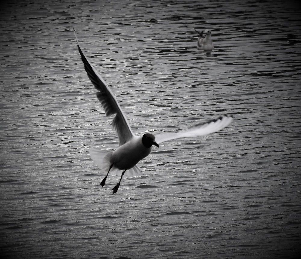 Наша прогулка_Чайка 2/ Our walk_Chaika 2