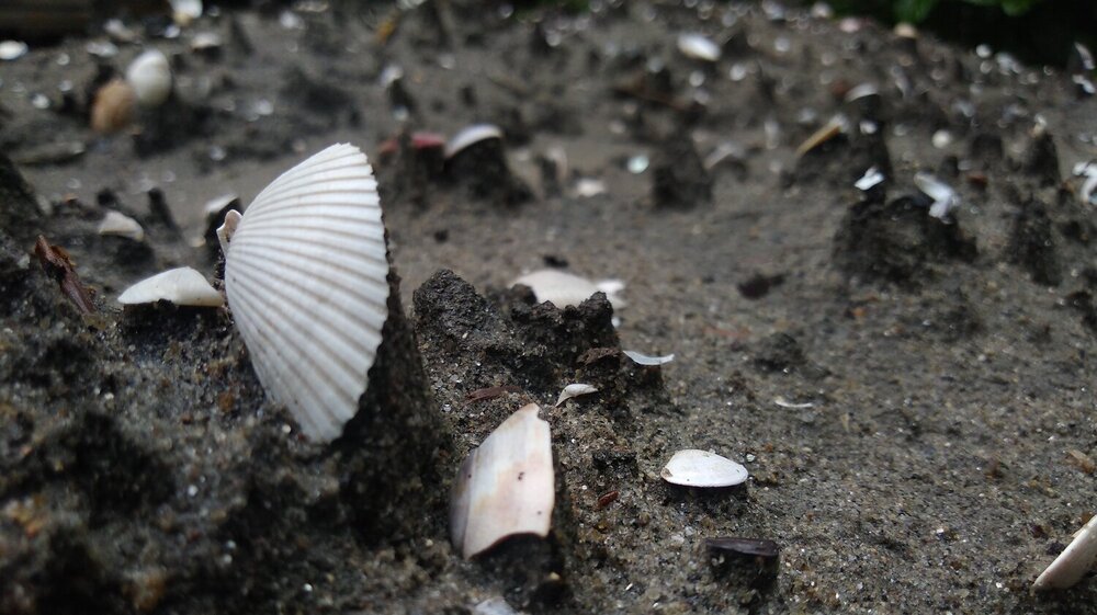 Shells are the poem of the dead!!