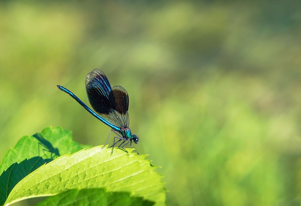 Photograph by Никанорова Ольга