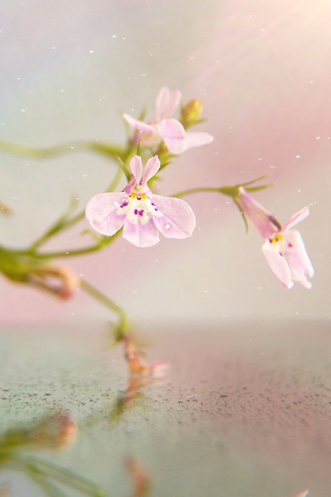 Photograph by Виктория Зайкова