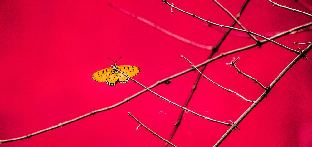 Vibrant butterfly