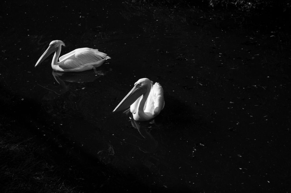 белое на чёрном