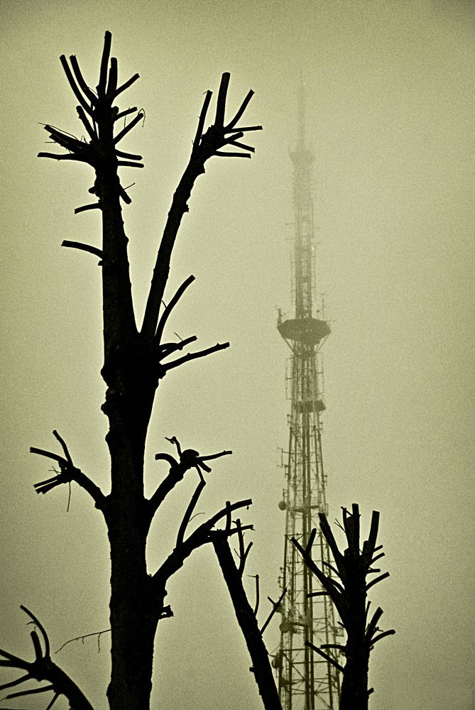 Туманное утро