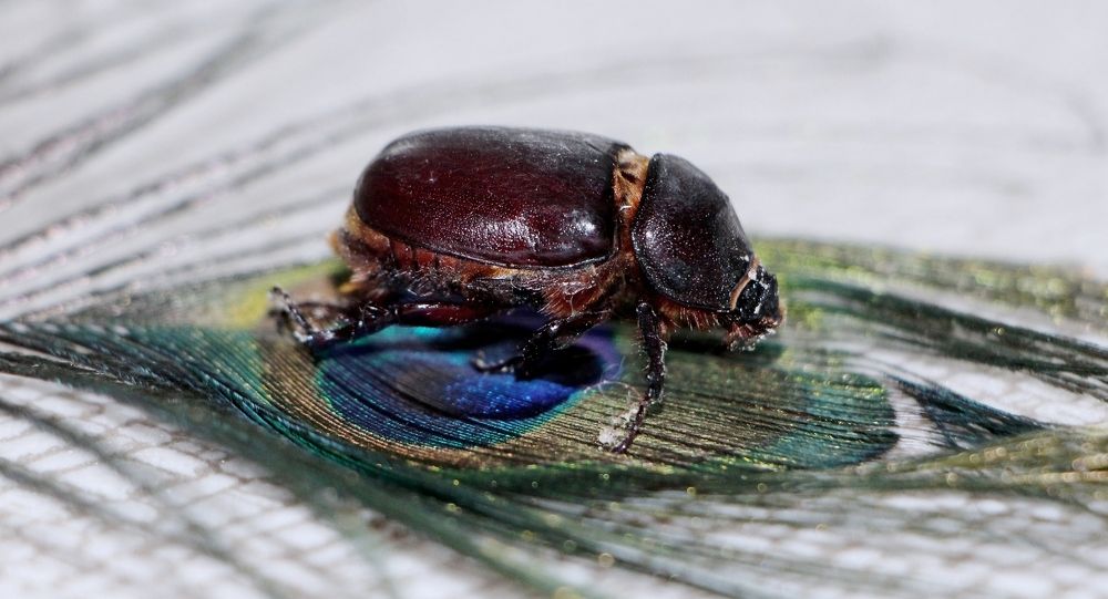 Майский жук