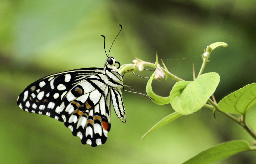 beautiful monarch butterfly