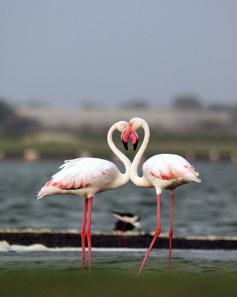 Lovely greater flamingos