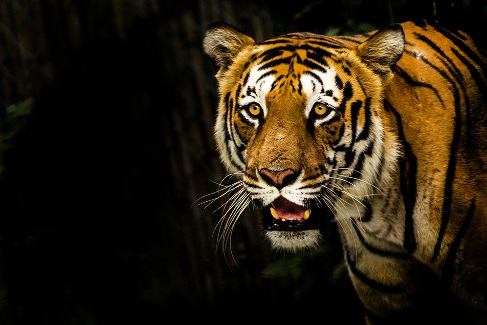 Tiger Tiger burning bright