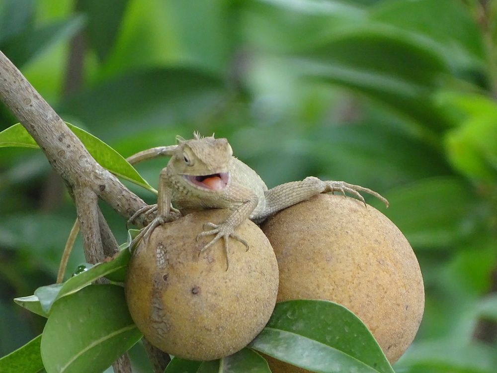 CHAMELEON