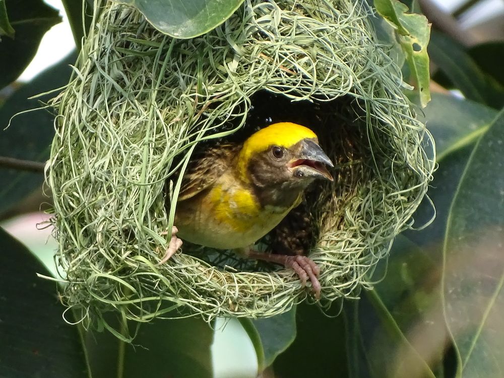 ARTISTIC WEAVER BIRD
