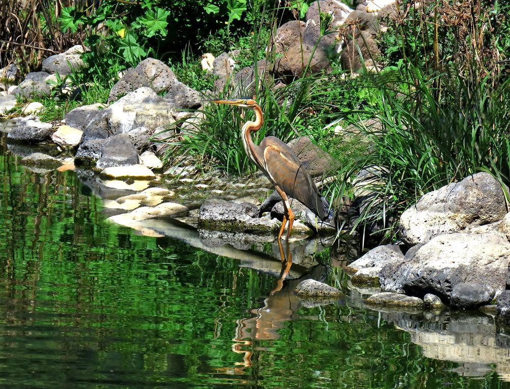 В некотором царстве..