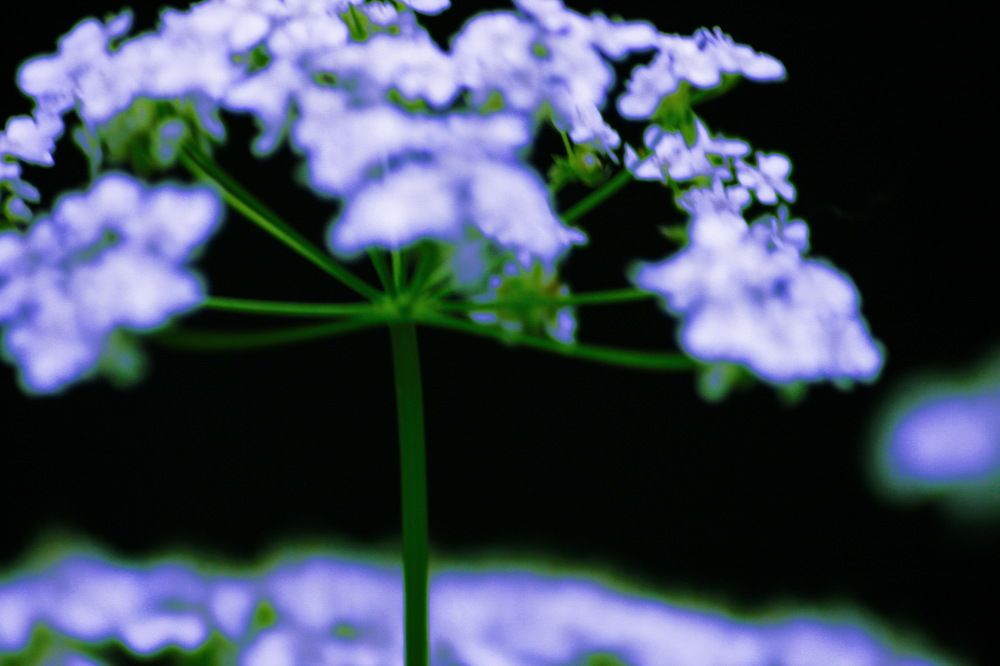 Тайный мир цветов