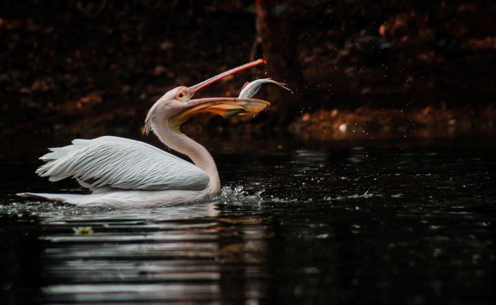 Pelican catch a fish