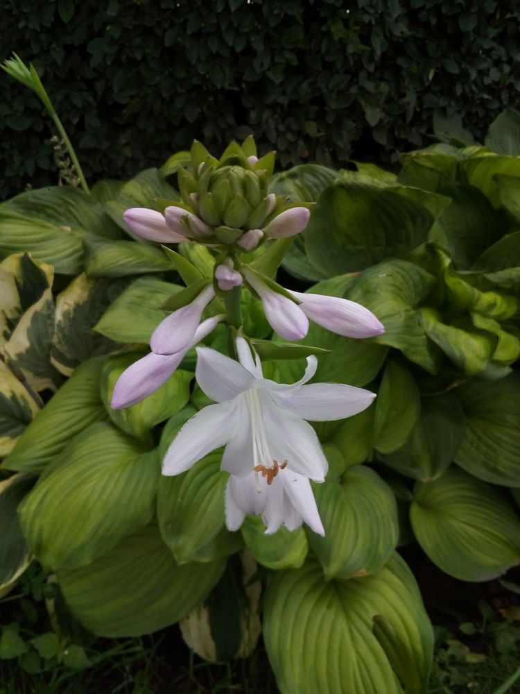 Цветущая хоста