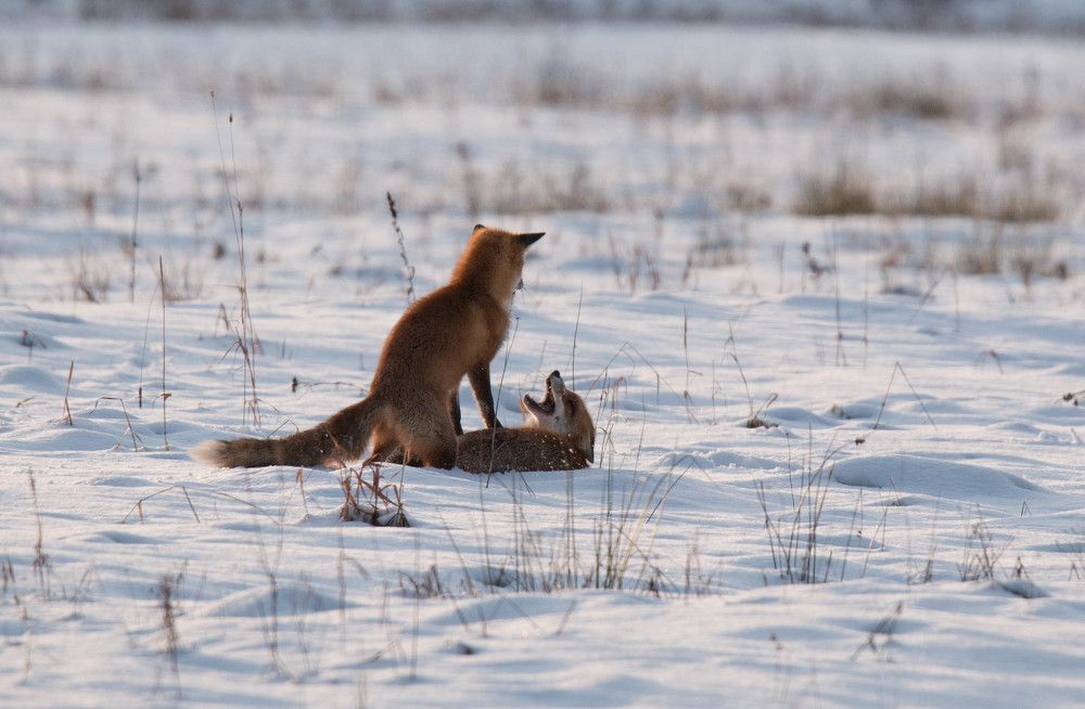 Зимние забавы