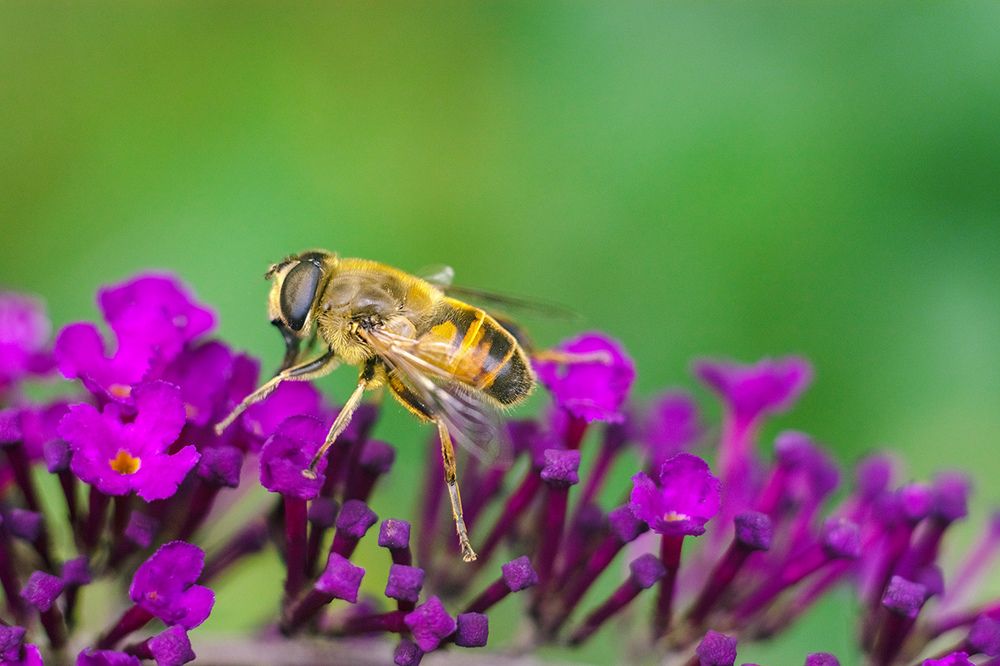 Photograph by Никанорова Ольга