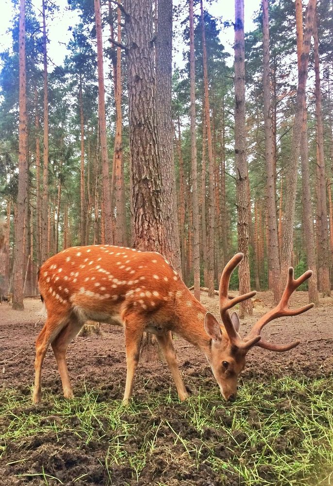 Пятнистый олень