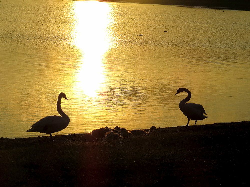 Любовь и верность