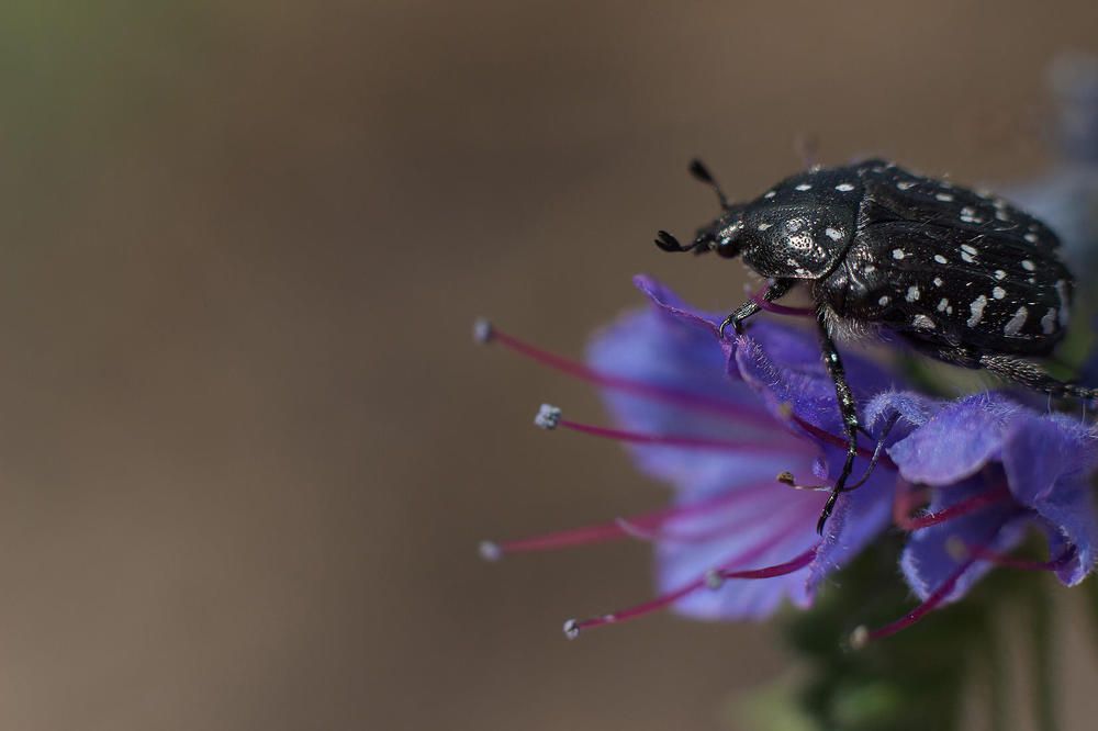 Осматривается...