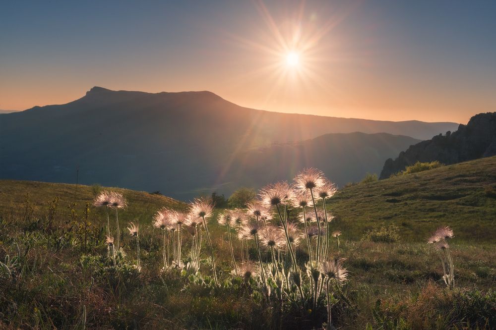 Пушистики Демерджи