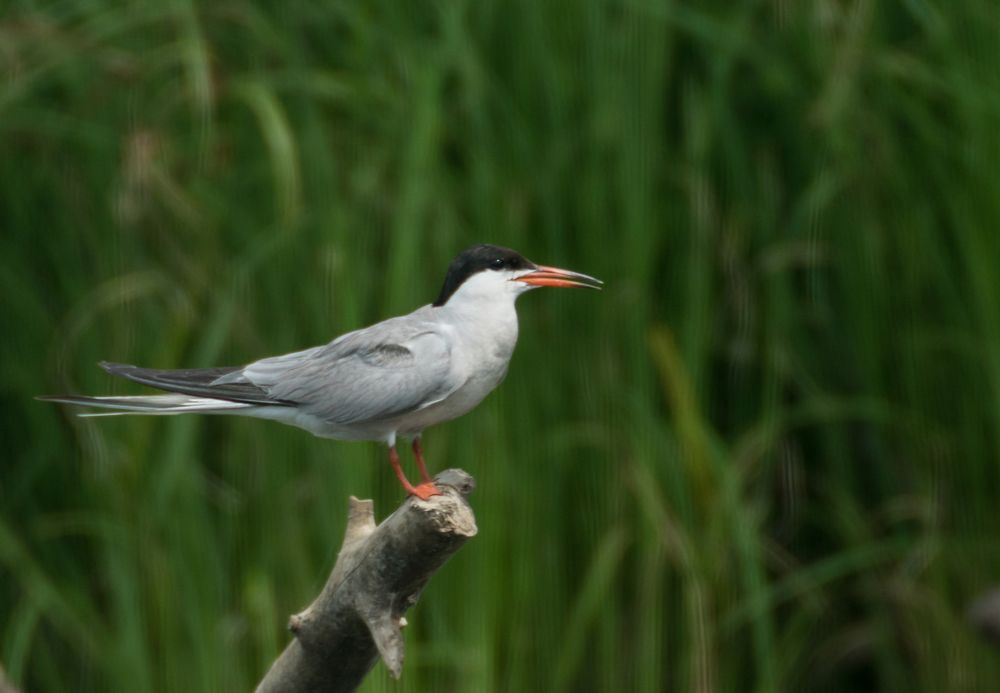 Sterna hirundo