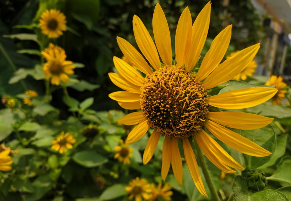 sunflower in my lawn