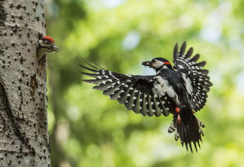 Ненасытный.