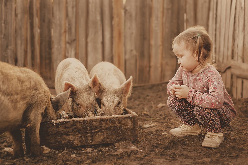 Маша и свинки
