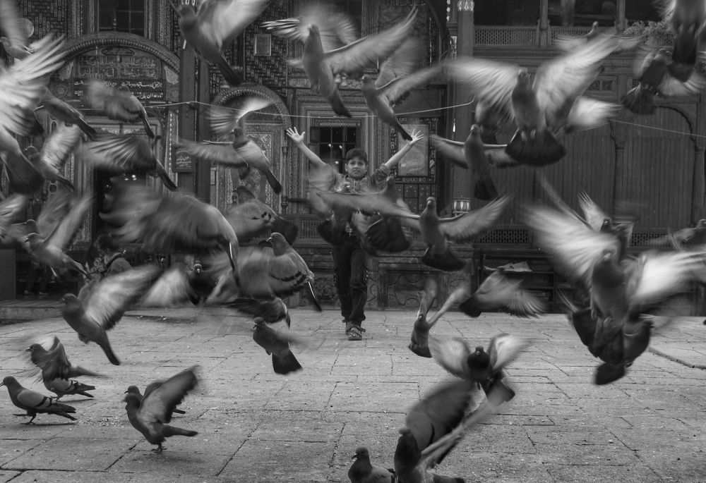 Taking flight in black and white.