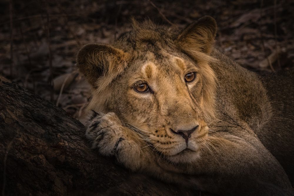 The king of the Jungle !!