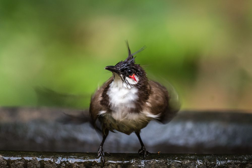 The Dancing Bulbul !!