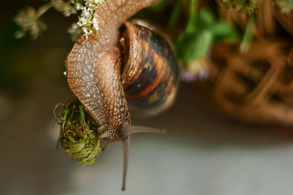 Про улитку.